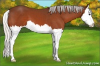Horse Color:Silver Bay Splash 