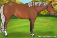 Horse Color:Silver Bay Sabino 