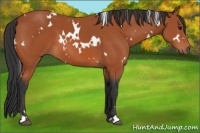 Horse Color:White Spotted Bay Sabino