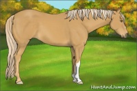 Horse Color:Palomino 