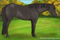 Horse Color:Smoky Black Sabino 