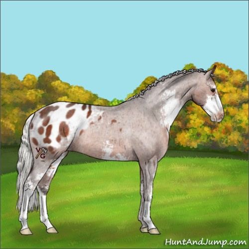 Horse Color:Silver Brown Sabino Blanket Rabicano 