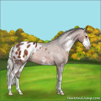 Horse Color:Silver Brown Sabino Appaloosa Rabicano 