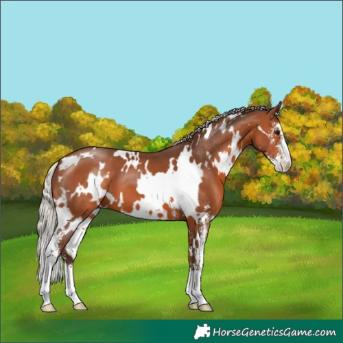 Horse Color:White Spotted Silver Brown Sabino 