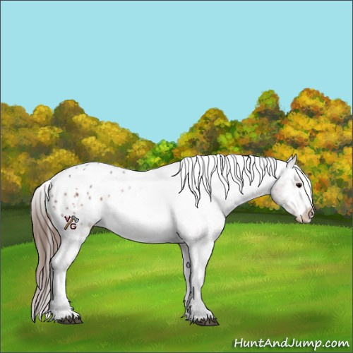 Horse Color:Bay Roan Appaloosa 