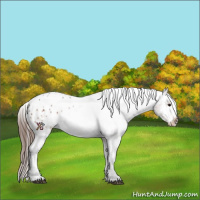 Horse Color:Bay Roan Blanket 