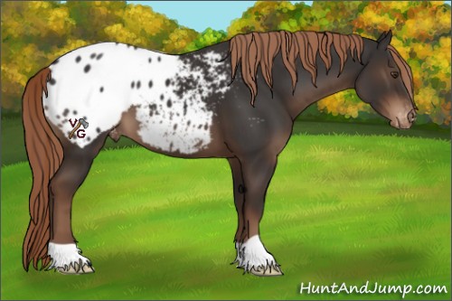 Horse Color:Liver Chestnut Appaloosa 