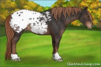 Horse Color:Liver Chestnut Appaloosa