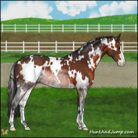 Horse Color:White Spotted Brown Sabino