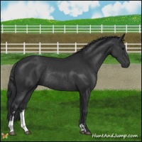 Horse Color:Black Sabino Rabicano