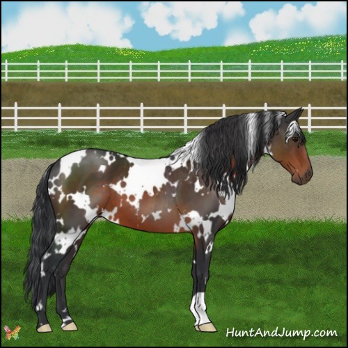 Horse Color:White Spotted Brown