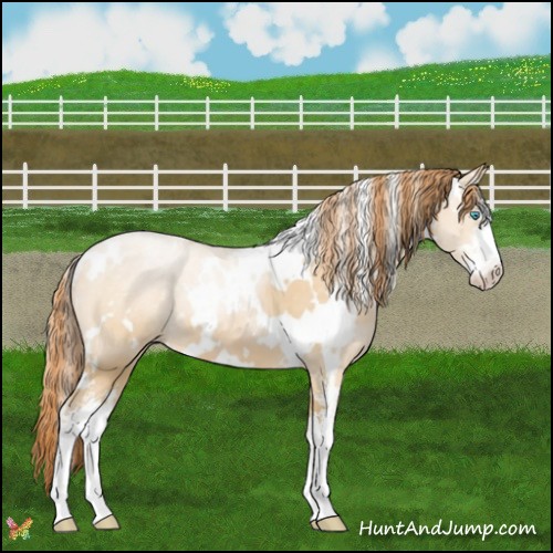 Horse Color:White Spotted Buckskin Pearl Sabino