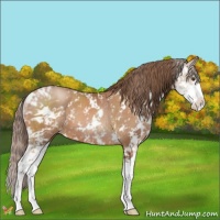 Horse Color:Brown Pearl Sabino