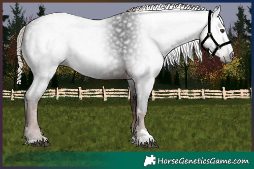 Horse Color:Gray Liver Chestnut 