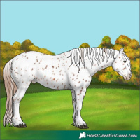 Horse Color:Chestnut Appaloosa 