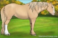 Horse Color:Gold Champagne 