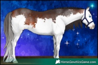 Horse Color:Bay Splash 