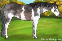 Horse Color:White Spotted Brown Splash 