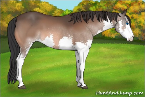 Horse Color:White Spotted Bay Splash 