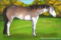 Horse Color:White Spotted Bay Splash 