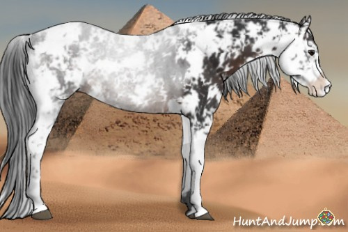 Horse Color:Brown Sabino