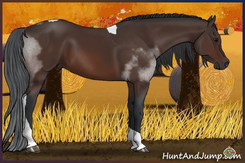 Horse Color:Bay Sabino Tobiano