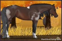 Horse Color:Bay Sabino Tobiano