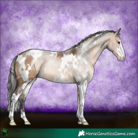 Horse Color:White Spotted Brown Dun Sabino 