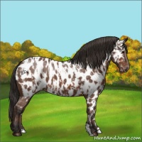 Horse Color:Bay Near Leopard and Bay Near Leopard