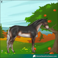 Horse Color:Liver Chestnut Mushroom