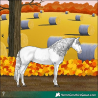 Horse Color:White Spotted Liver Red Dun Mushroom Appaloosa Rabicano 