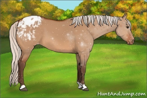 Horse Color:Silver Bay Dun Appaloosa 