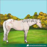 Horse Color:Silver Bay Dun Appaloosa