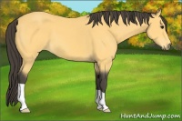 Horse Color:Buckskin 