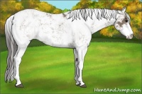 Horse Color:Smoky Grullo Sabino 