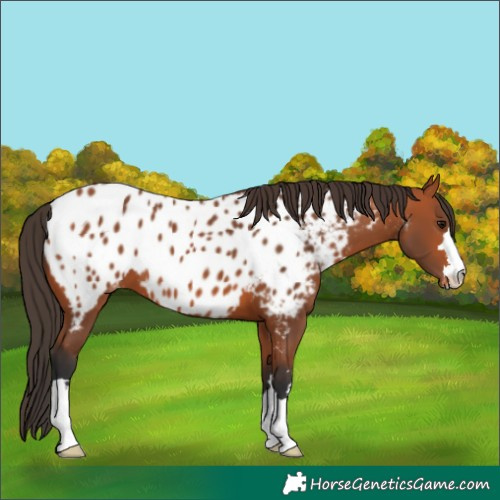 Horse Color:Bay Appaloosa 