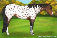 Horse Color:Bay Appaloosa