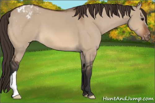 Horse Color:Bay Dun Appaloosa 