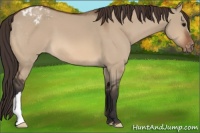 Horse Color:Bay Dun Appaloosa 