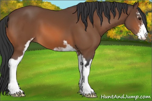 Horse Color:Bay Sabino 