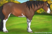 Horse Color:Bay Sabino 