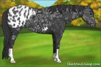 Horse Color:Black Ice Appaloosa 