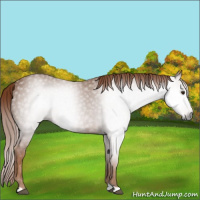 Horse Color:Gray Chestnut 