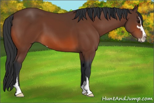 Horse Color:Bay Sabino