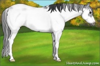 Horse Color:Black Sabino Frame