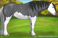 Horse Color:Blue Roan Sabino Splash