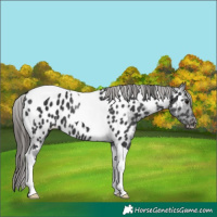 Horse Color:Black Tobiano Appaloosa 