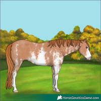 Horse Color:Chestnut Sabino