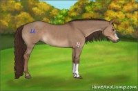 Horse Color:Liver Red Dun 