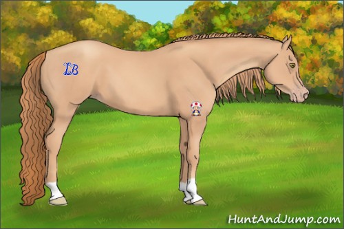 Horse Color:Gold Champagne